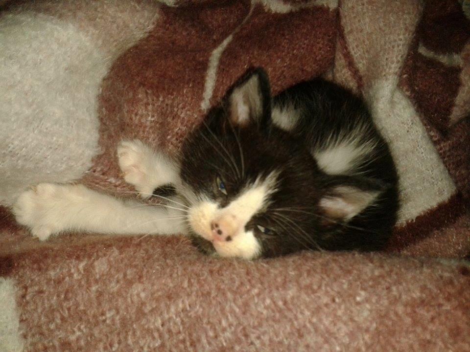 Blanding af racer Teemo billede 22