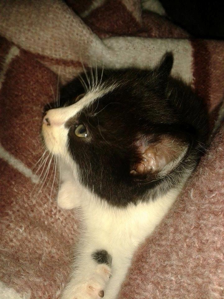 Blanding af racer Teemo billede 23