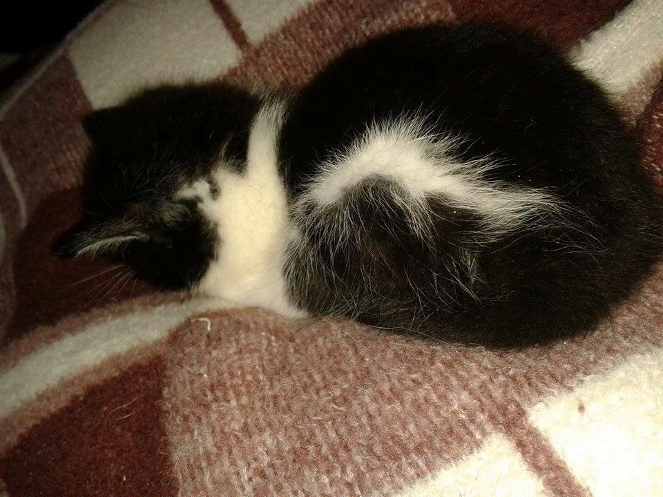 Blanding af racer Teemo billede 25