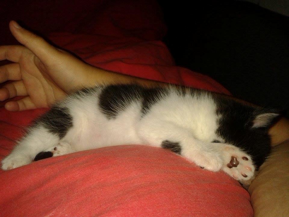 Blanding af racer Teemo billede 26