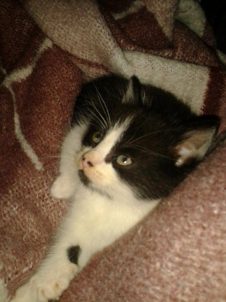 Blanding af racer Teemo billede 27