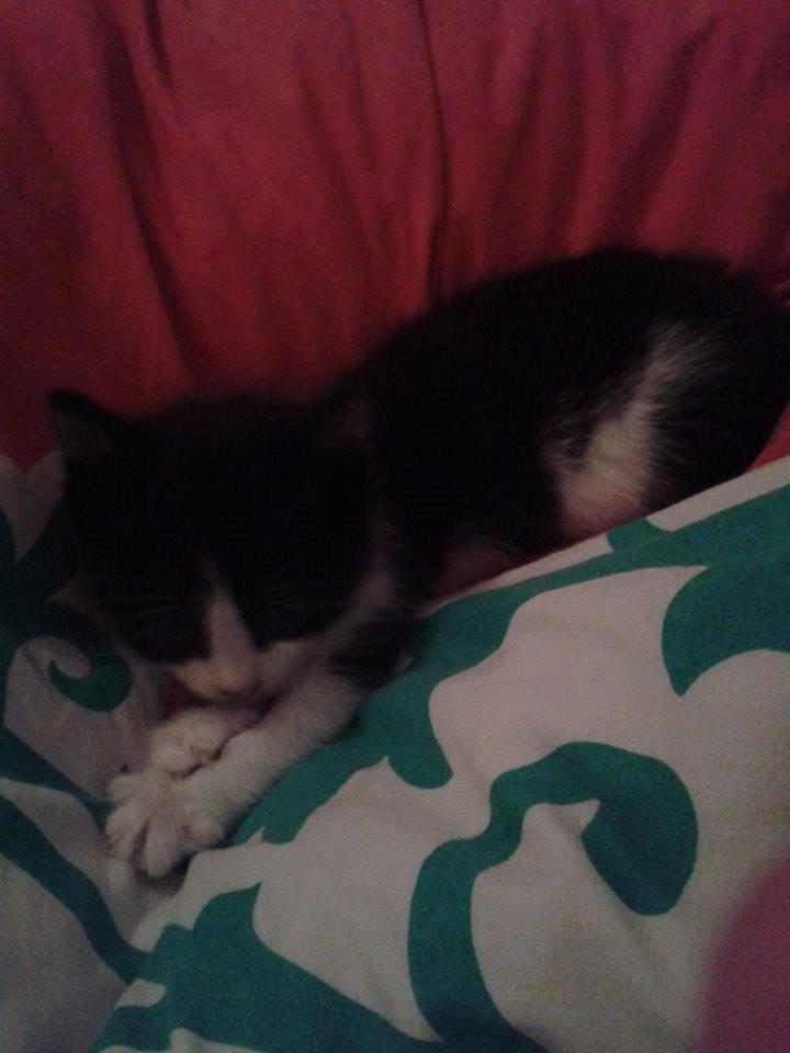 Blanding af racer Teemo billede 28