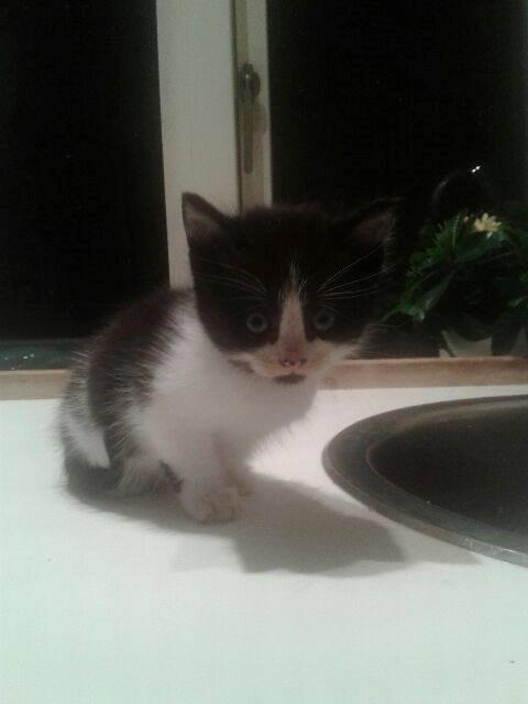 Blanding af racer Teemo billede 29