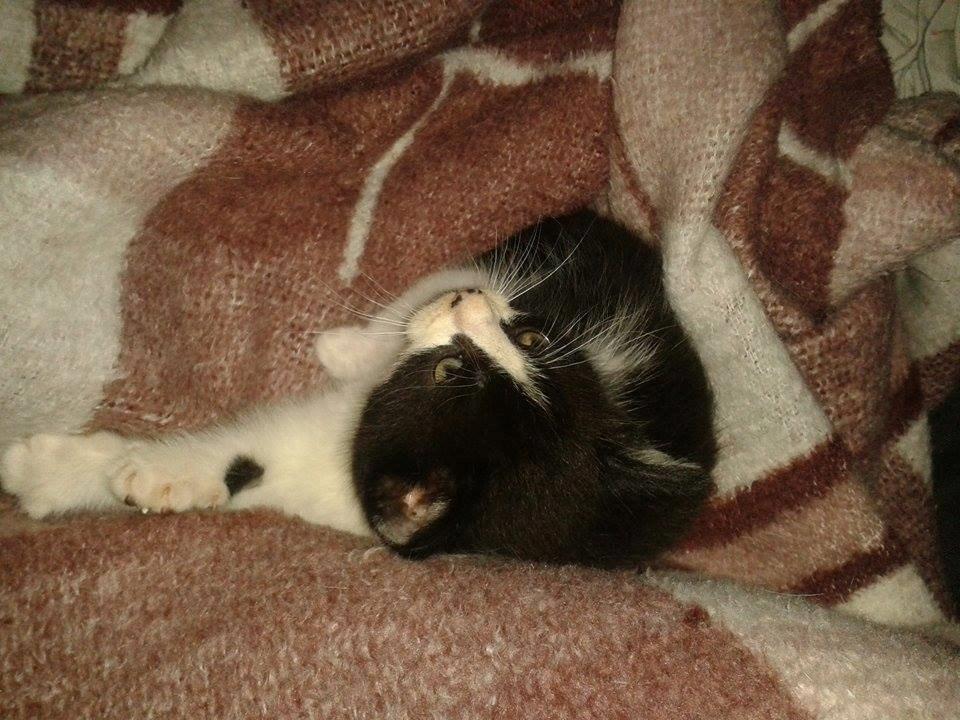 Blanding af racer Teemo billede 17