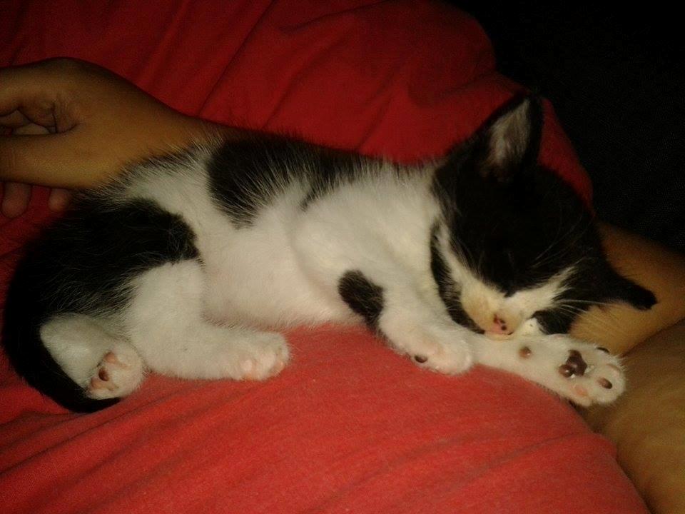 Blanding af racer Teemo billede 30