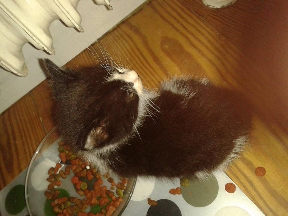 Blanding af racer Teemo billede 32