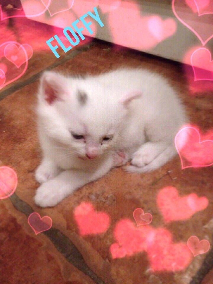 Huskat Elsa billede 8