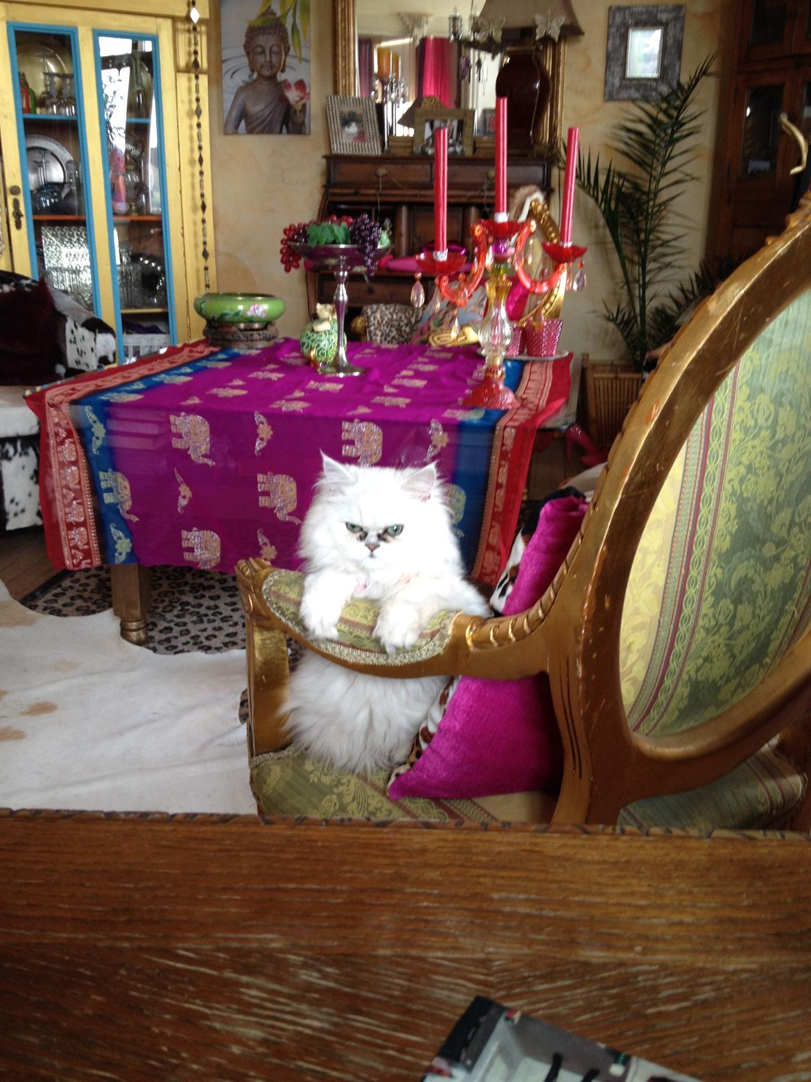 Perser Shaniea billede 2