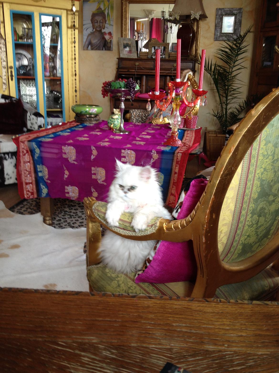 Perser Shaniea billede 7