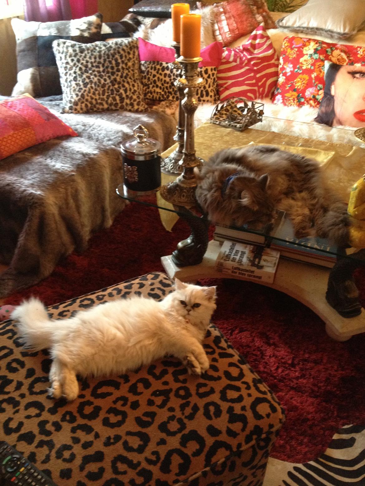 Perser Shaniea billede 9