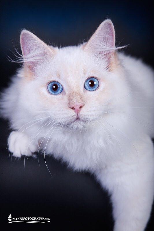 Ragdoll DK Maine Malawi’s Endless Love. (Føniks) - 5 mdr. billede 1