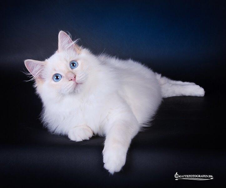 Ragdoll DK Maine Malawi’s Endless Love. (Føniks) - 5 mdr. billede 12