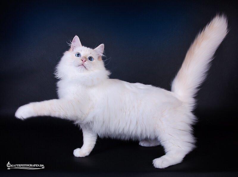 Ragdoll DK Maine Malawi’s Endless Love. (Føniks) billede 17