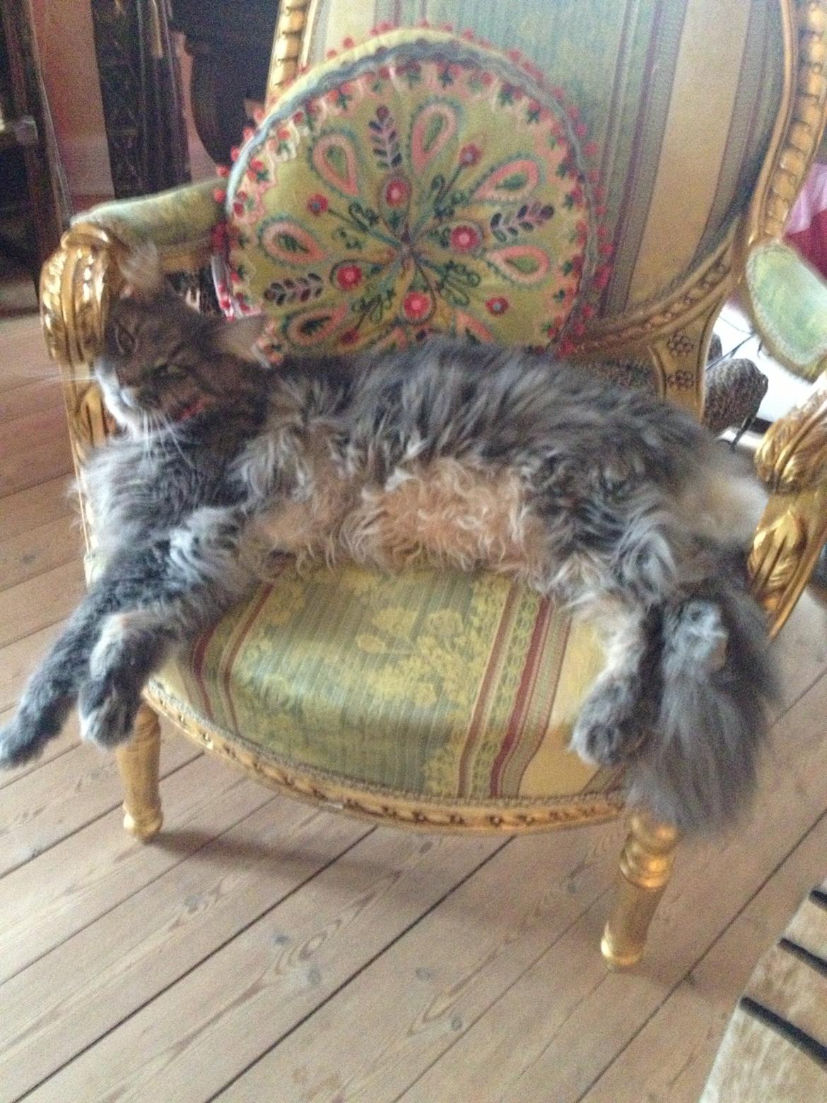 Maine Coon Mohi billede 4