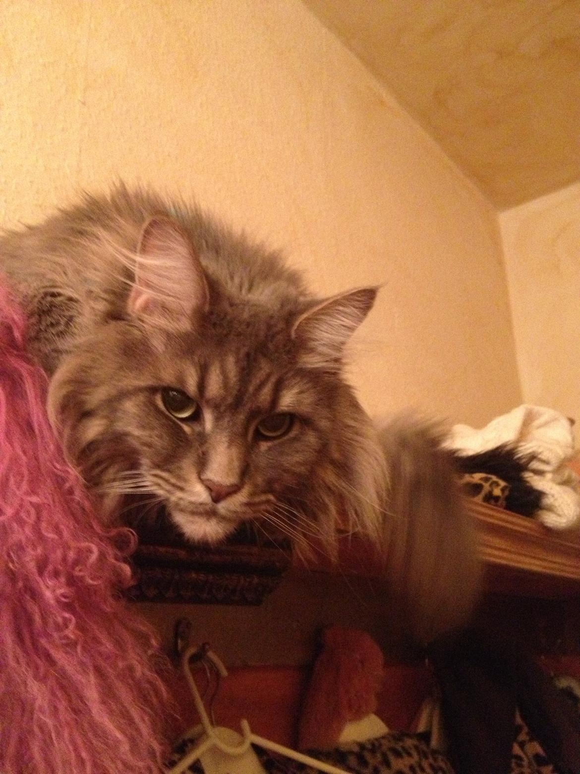 Maine Coon Mohi billede 5