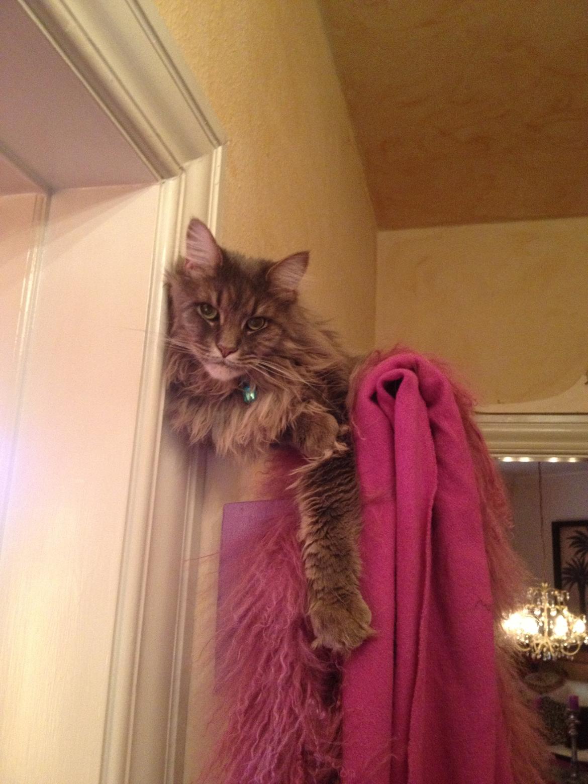 Maine Coon Mohi billede 6