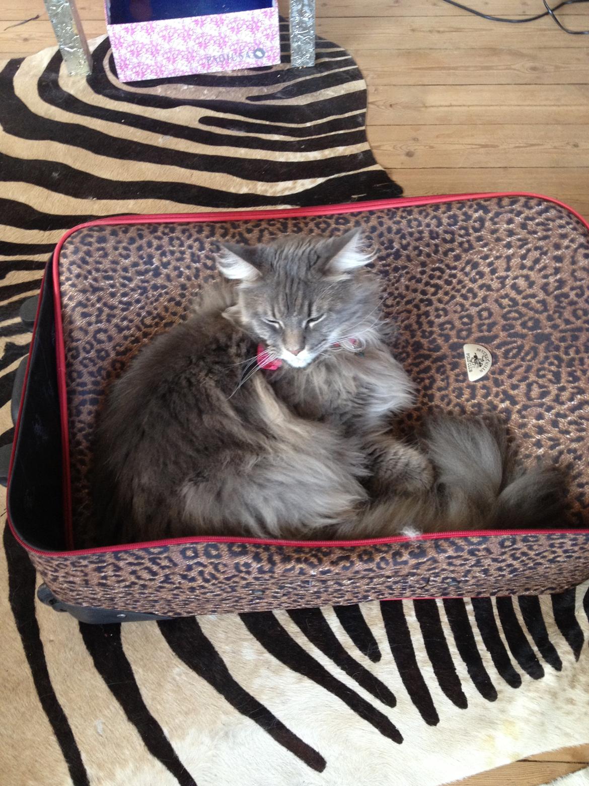 Maine Coon Mohi billede 3