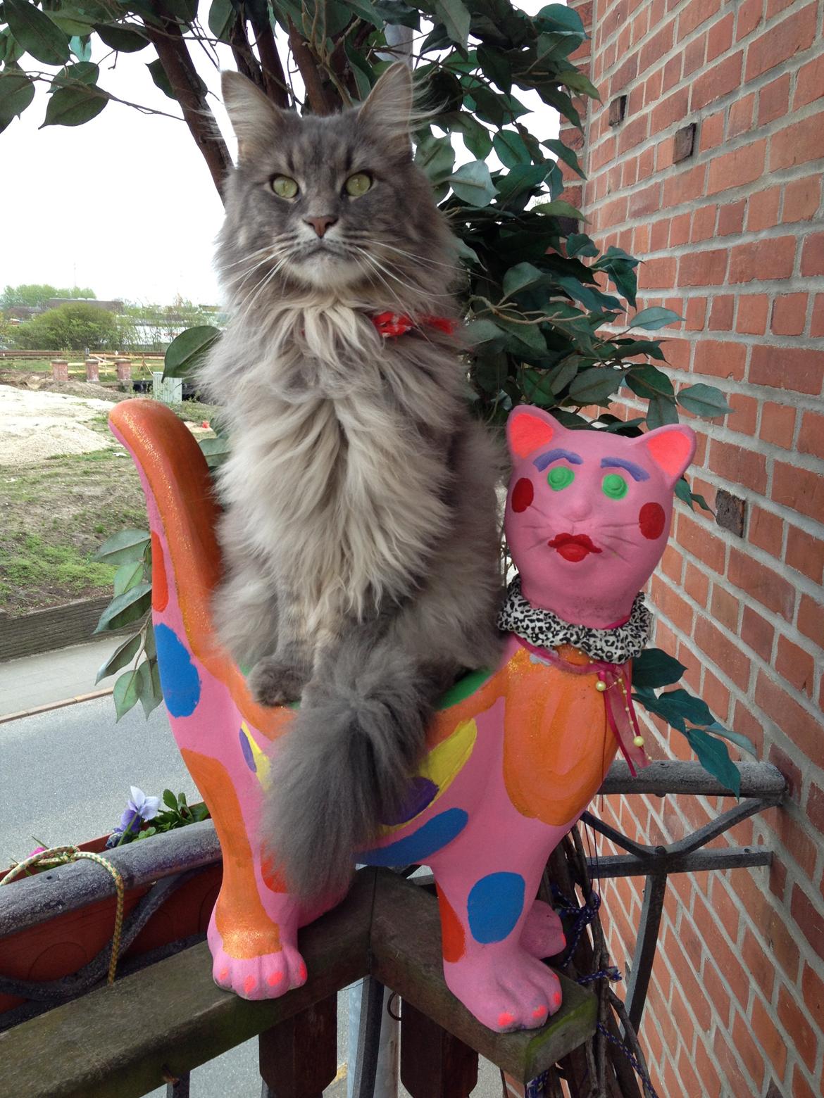 Maine Coon Mohi billede 1