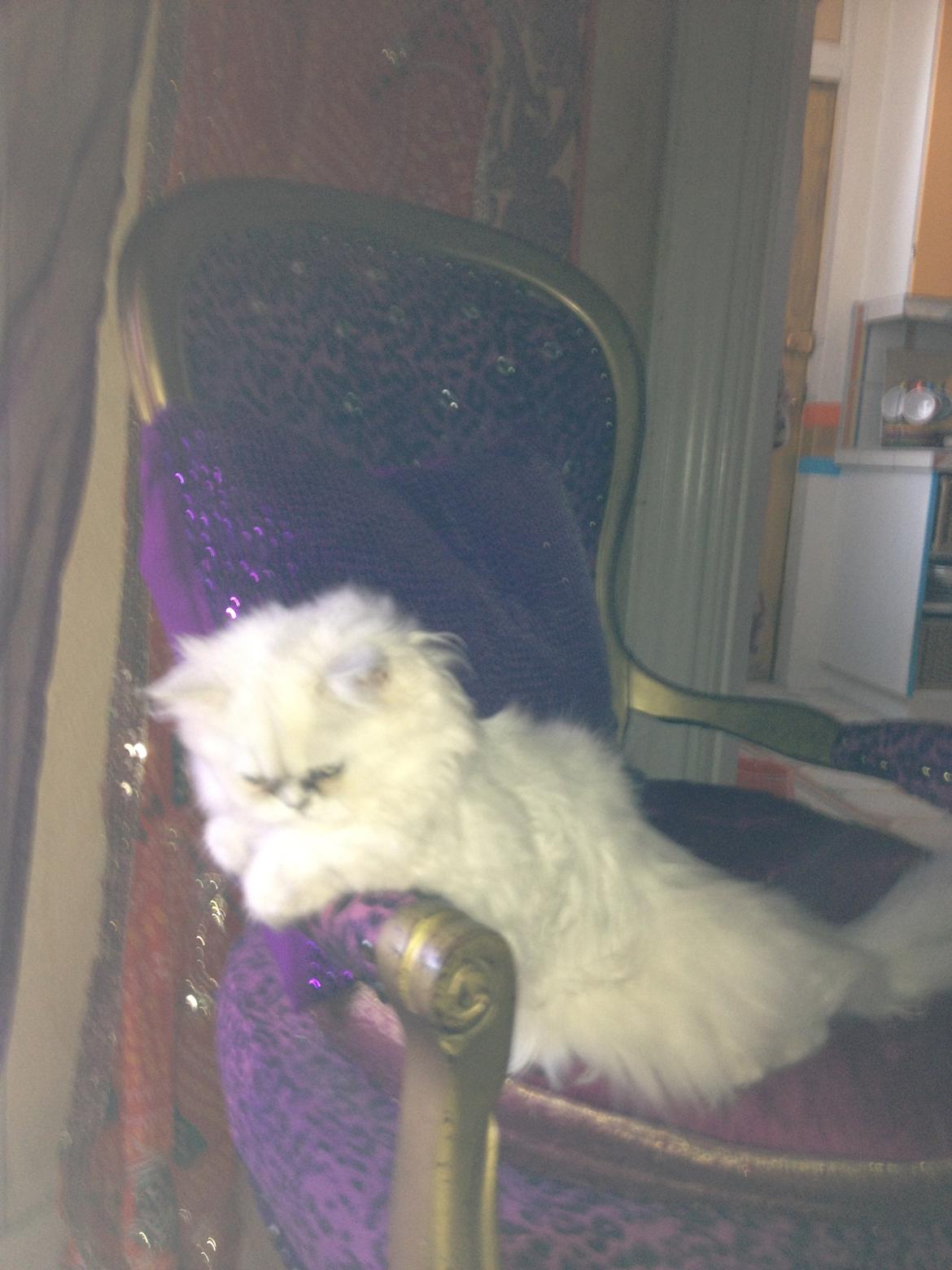 Perser Shaniea billede 6