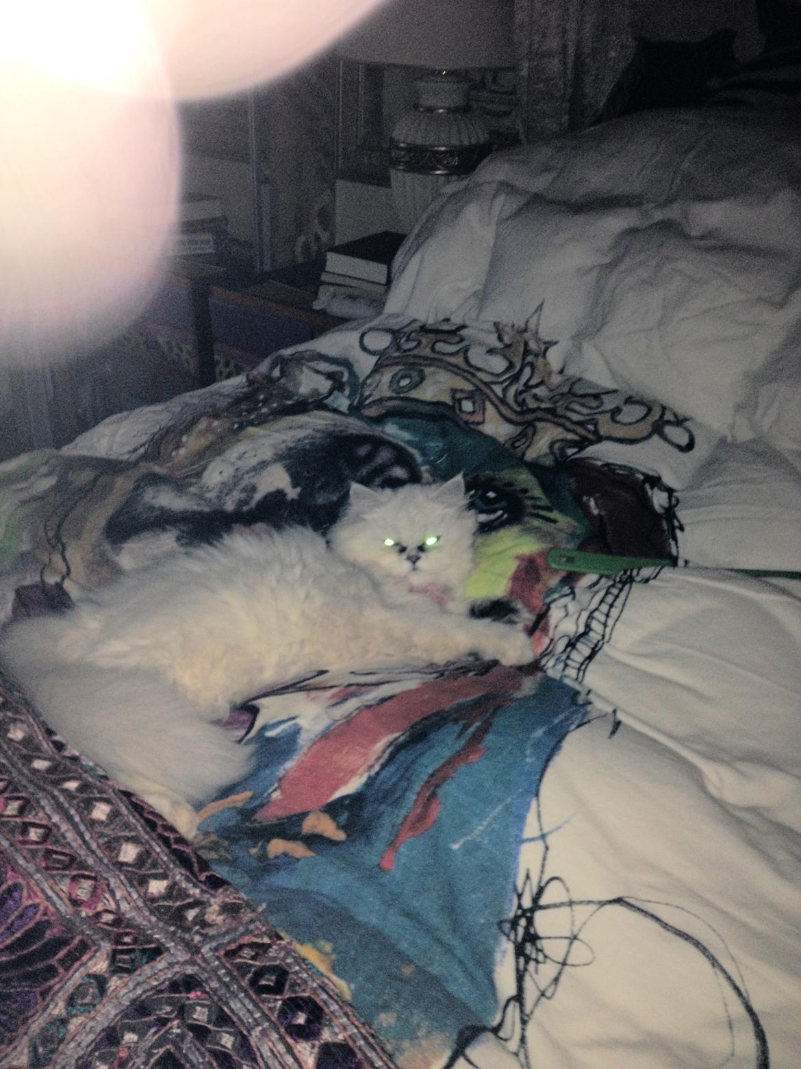 Perser Shaniea billede 8