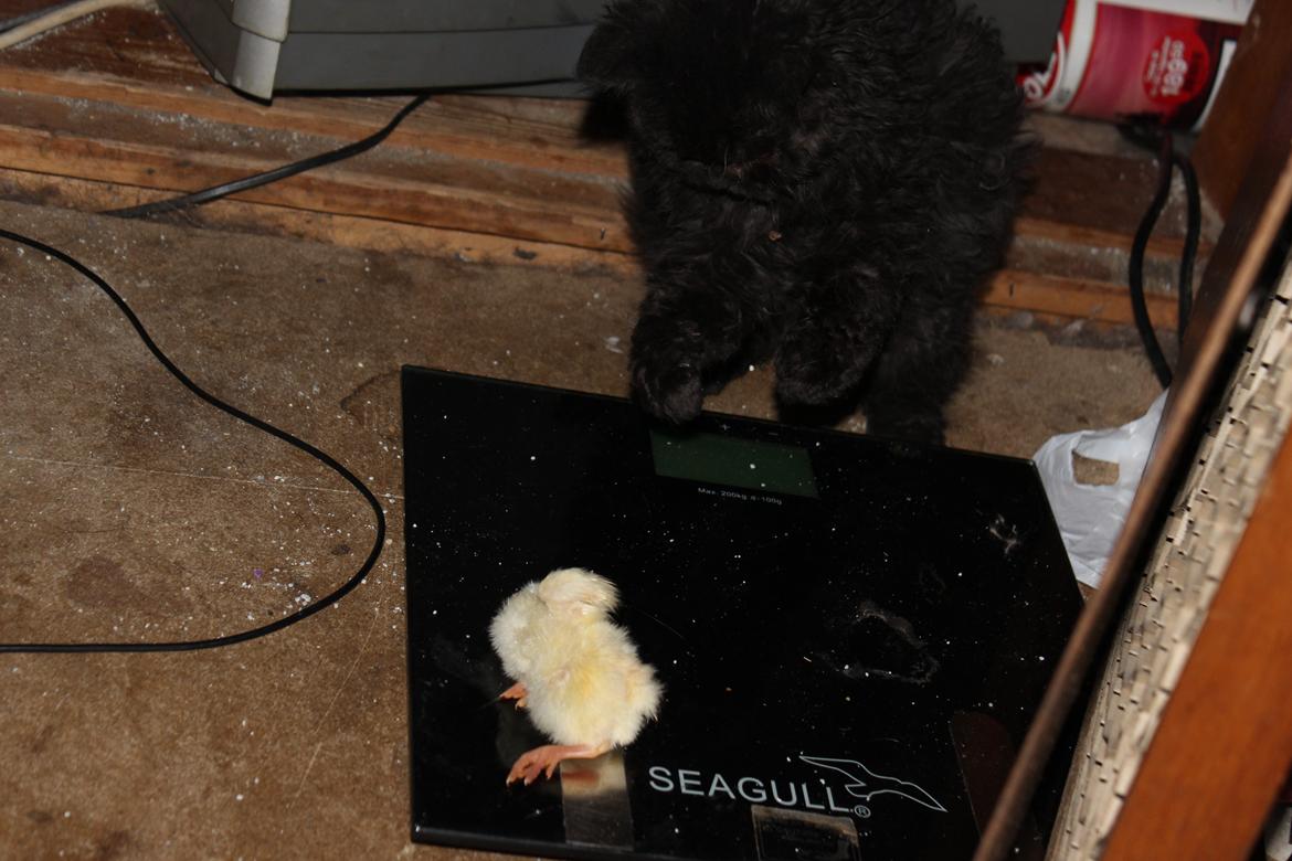 Selkirk Rex  SGCA/TGC IP Lykken Curly Tsarina of Tzari - HAPS  billede 14