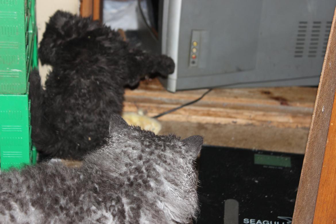 Selkirk Rex  SGCA/TGC IP Lykken Curly Tsarina of Tzari billede 26