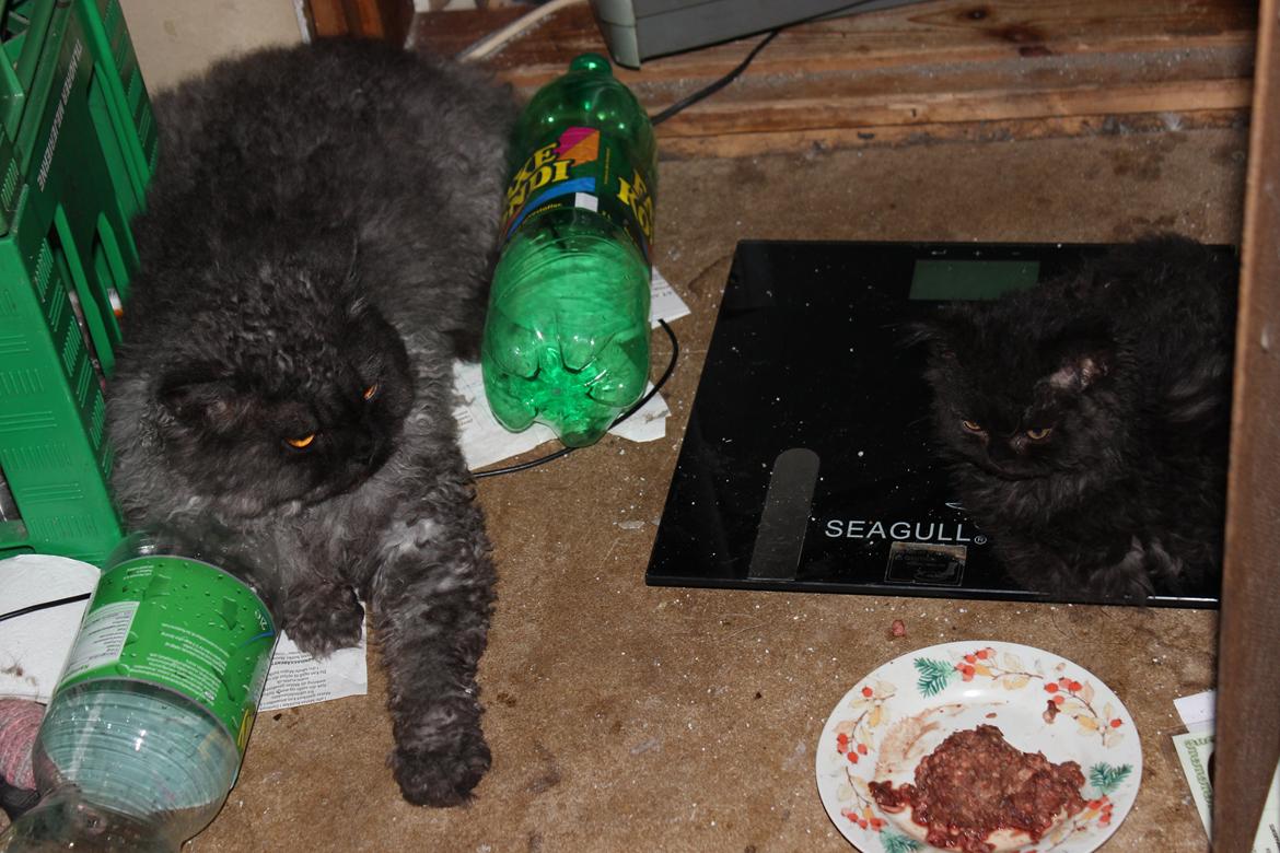 Selkirk Rex  SGCA/TGC IP Lykken Curly Tsarina of Tzari - Se lige en størrelses forskel da den bette kom hjem billede 13