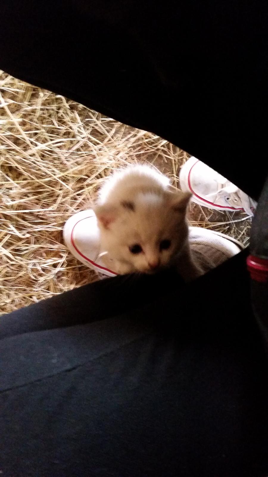 Huskat Lexi billede 16