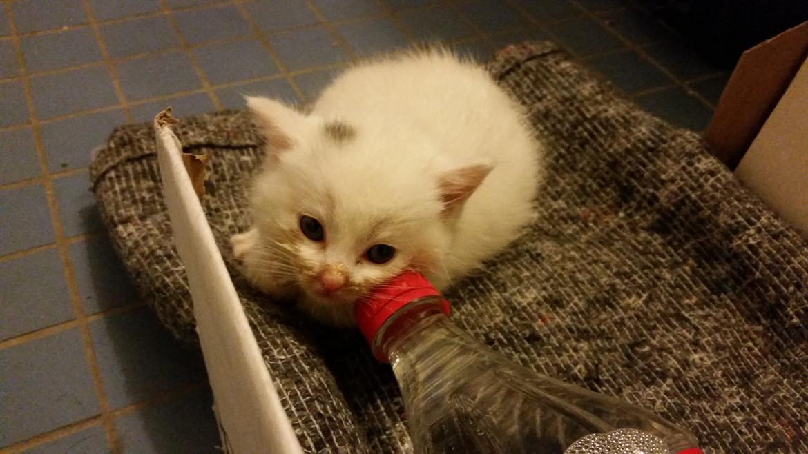 Huskat Lexi - Hun havde et varmt tæppe og en varmedunk <3 billede 13