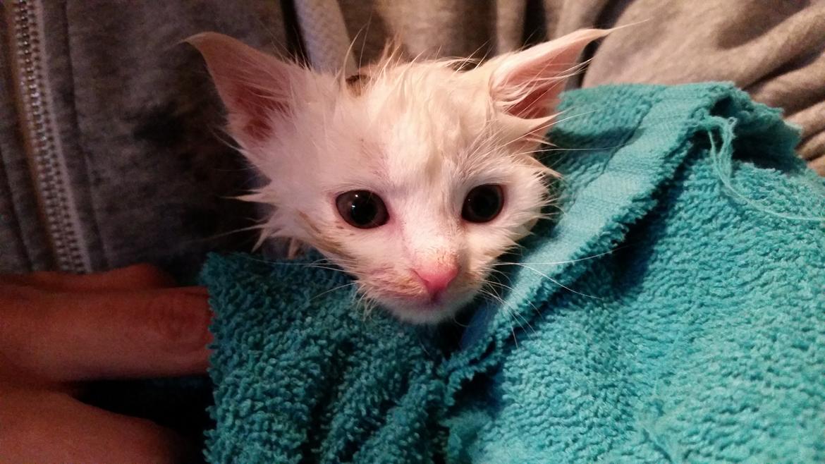 Huskat Lexi - efter et bad :b billede 12