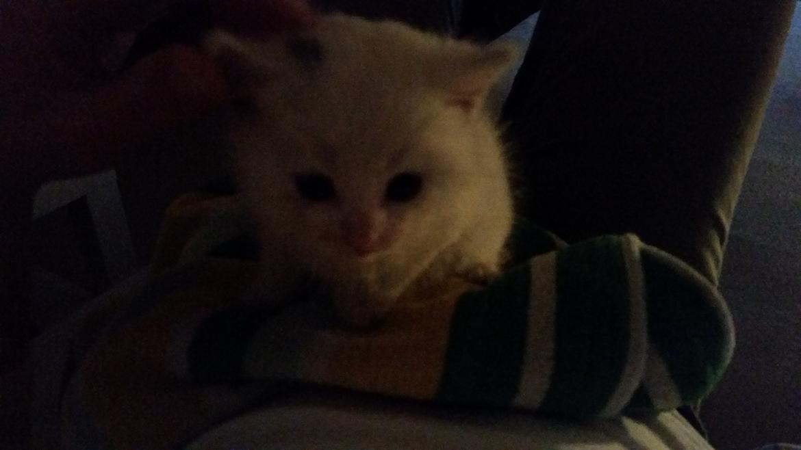 Huskat Lexi - Hendes første aften hos os <3 billede 14