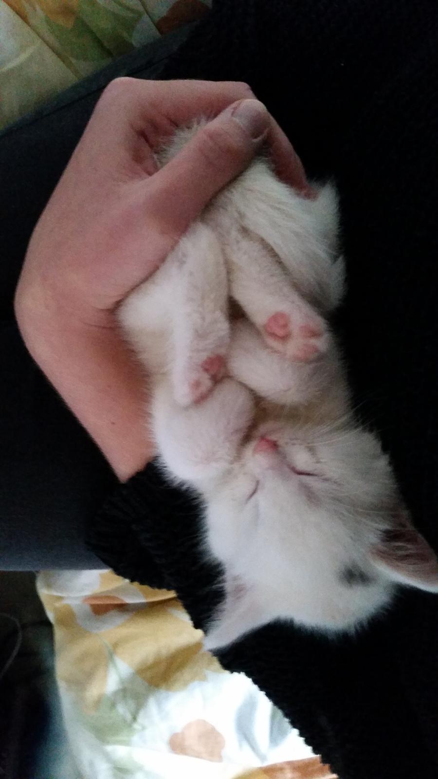 Huskat Lexi - <3 billede 9