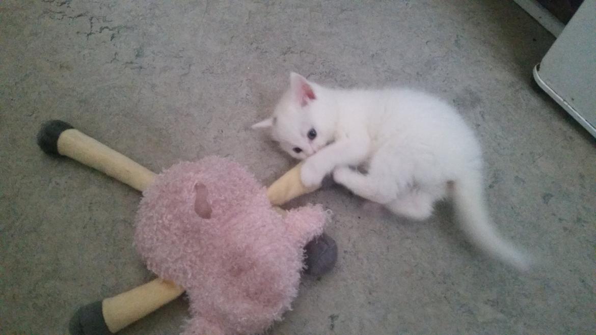 Huskat Lexi - <3 billede 8