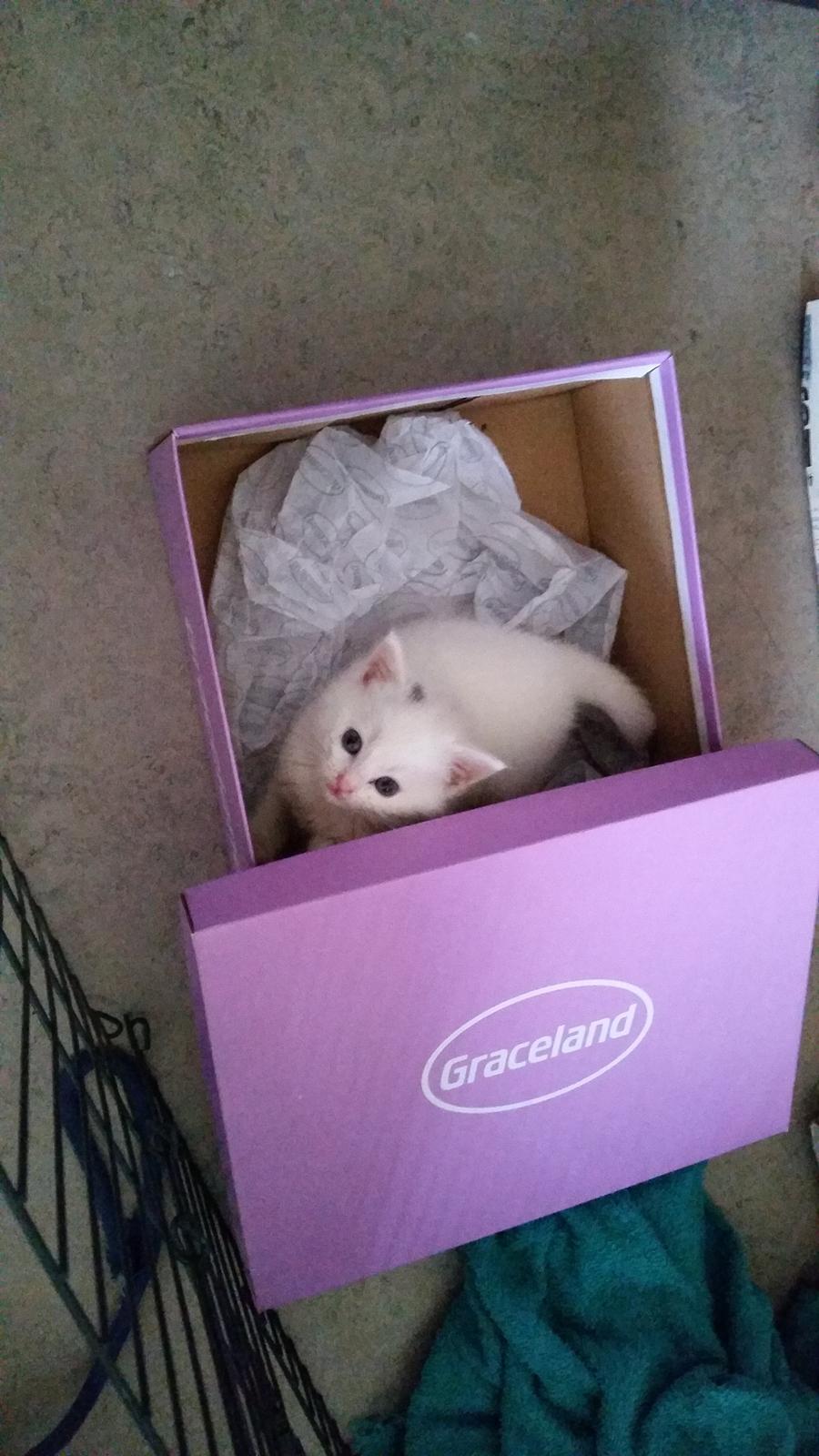 Huskat Lexi - Sko æsker er en dejlig seng :b billede 11