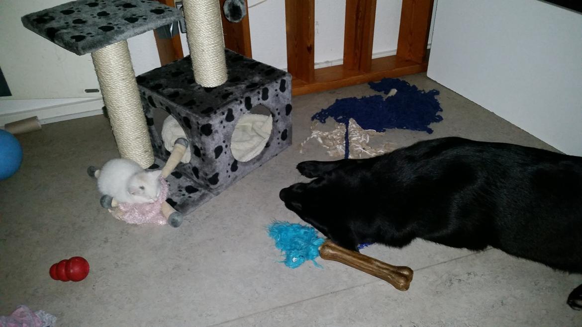 Huskat Lexi - Første gang de sov på gulvet sammen :b billede 6