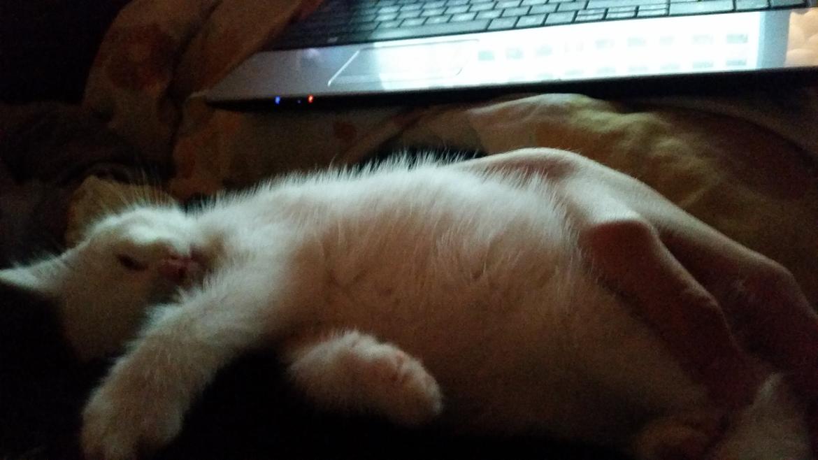 Huskat Lexi - Zzzz billede 4