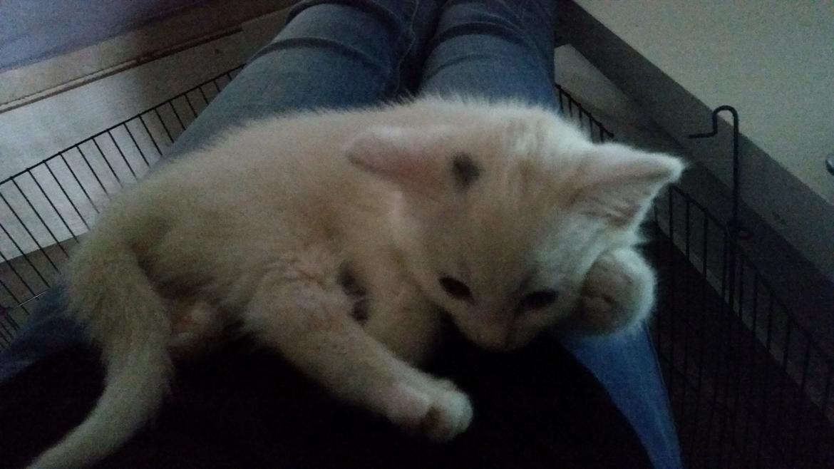 Huskat Lexi - <3 billede 3