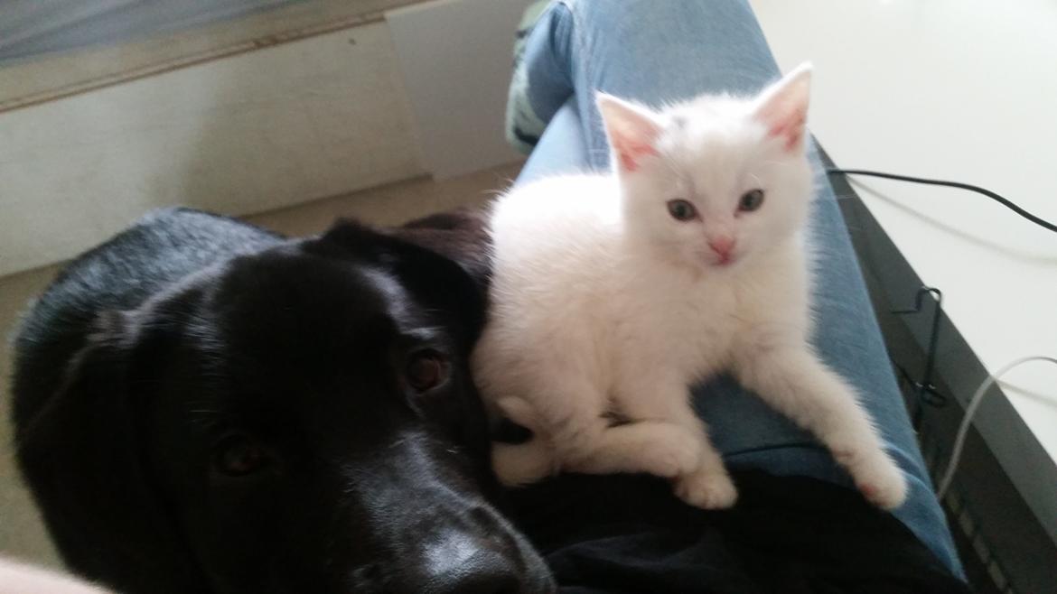 Huskat Lexi - De to fedterøve! :)  billede 2