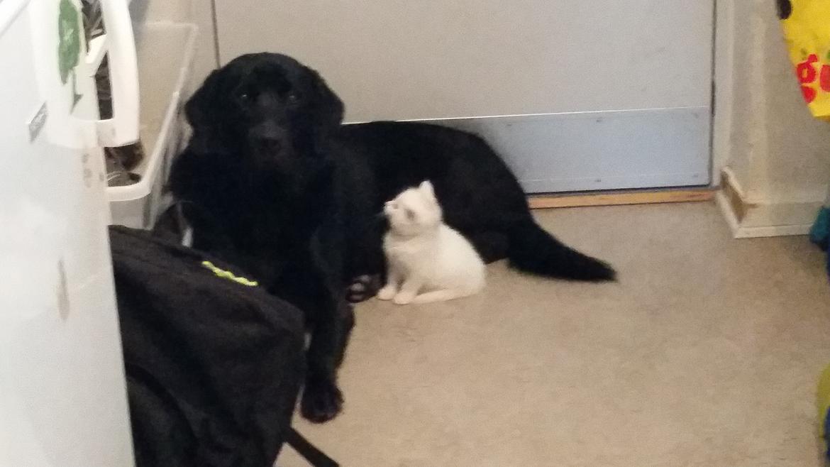 Huskat Lexi - Hun søgte tryghed hos Milo, da jeg støvsugede :) billede 5