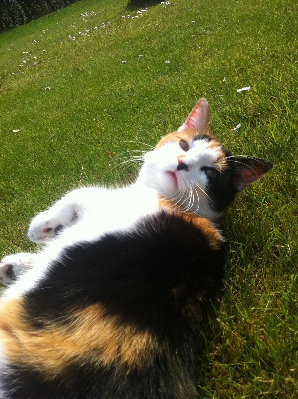 Huskat Jytte billede 1