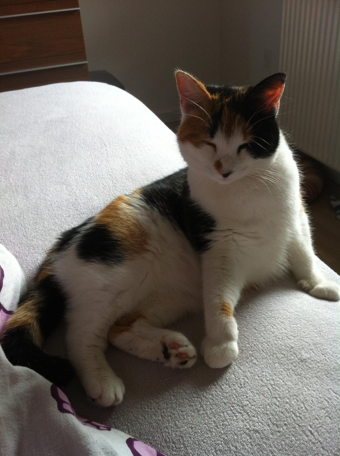 Huskat Jytte billede 2