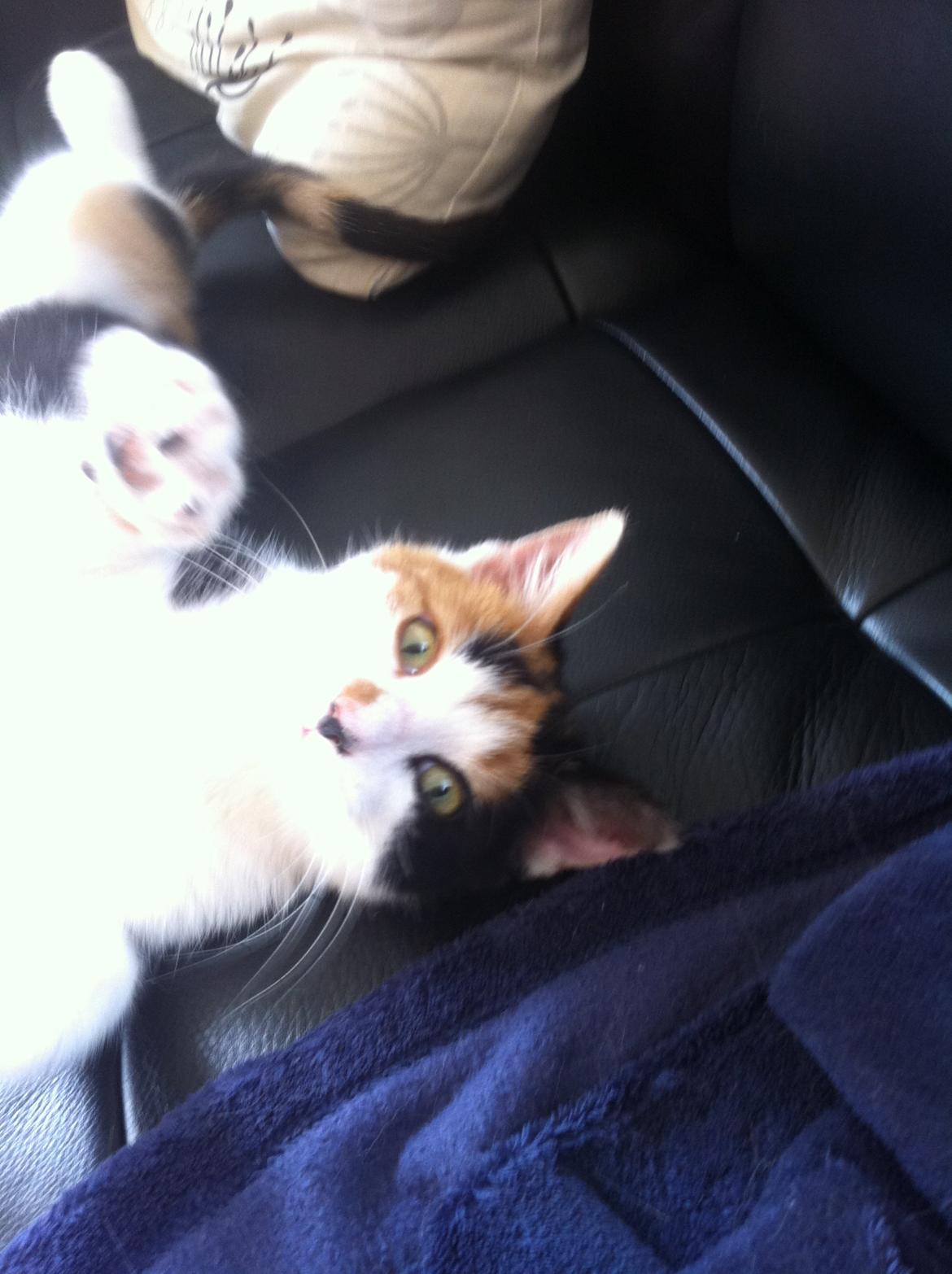 Huskat Jytte billede 3