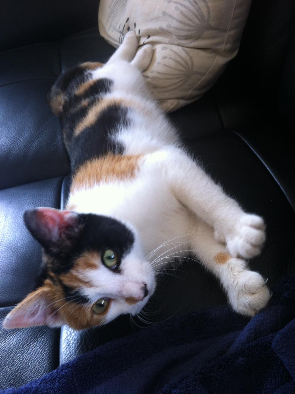 Huskat Jytte billede 4