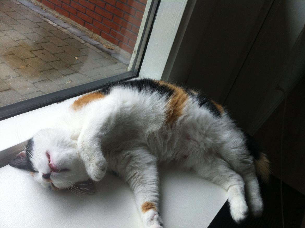 Huskat Jytte billede 5