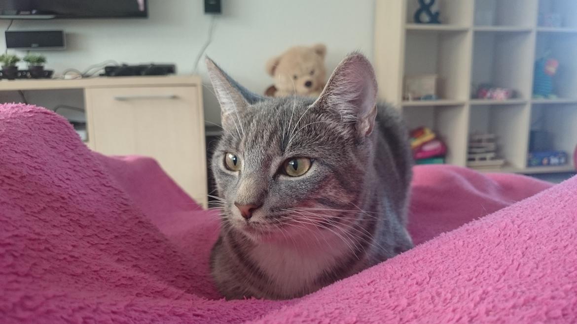 Huskat Tulle mis billede 14