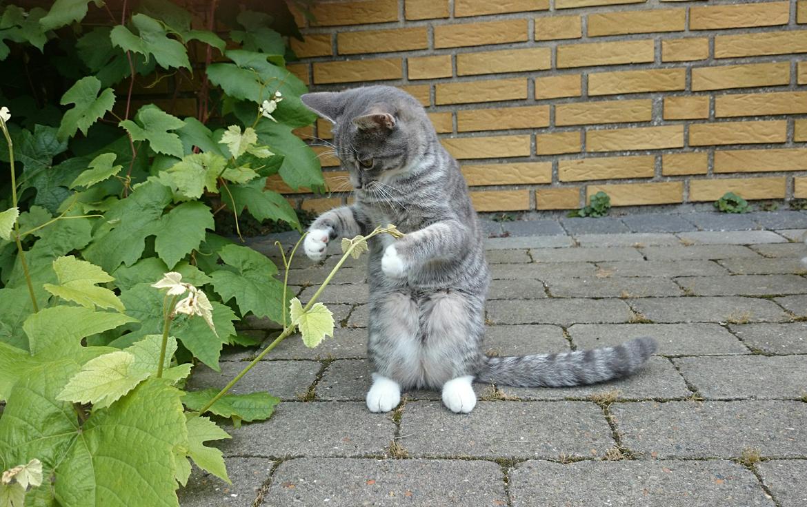 Huskat Tulle mis billede 15