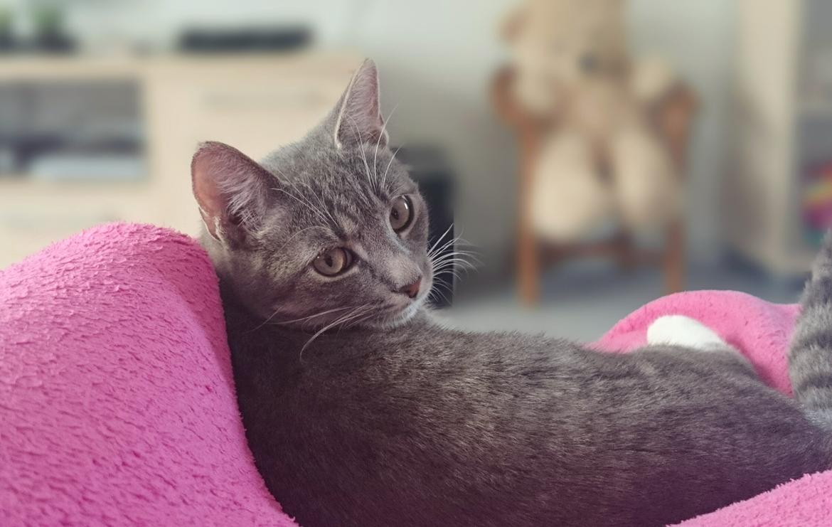 Huskat Tulle mis billede 16