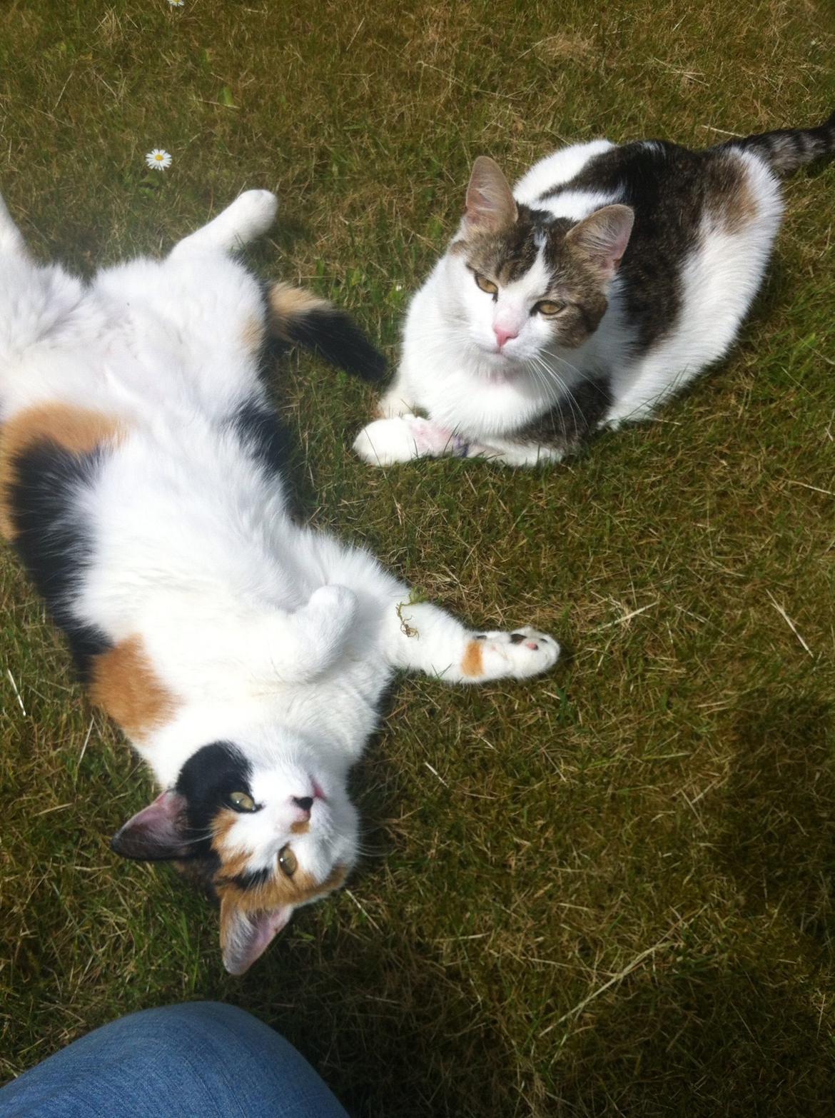 Huskat Jytte billede 6