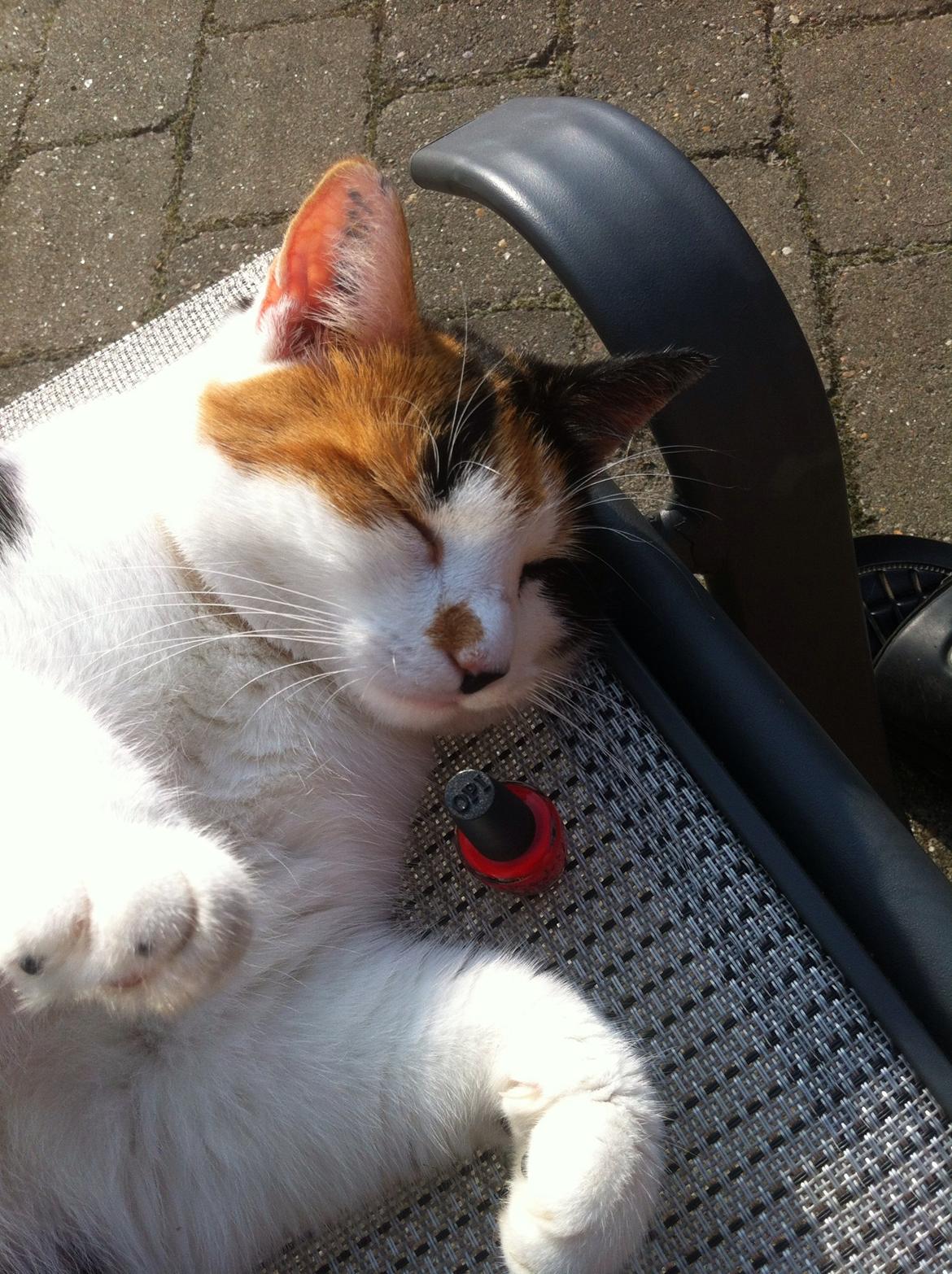 Huskat Jytte billede 7