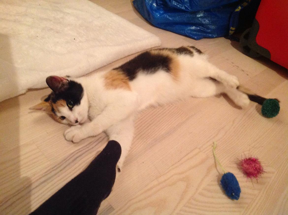 Huskat Jytte billede 8